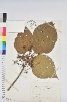 藏品(血桐)的圖片