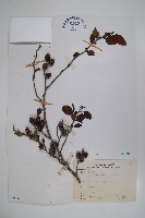 藏品(臺灣赤楊、臺灣榿木)的圖片