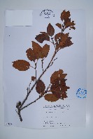 藏品(臺灣赤楊、臺灣榿木)的圖片