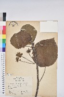 藏品(血桐)的圖片