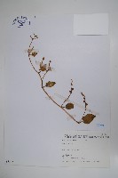 藏品(落葵)的圖片