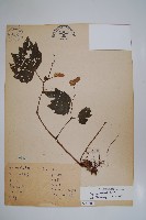 藏品(裂葉秋海棠)的圖片