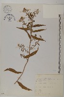 藏品(臺灣馬蘭)的圖片