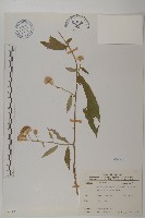 藏品(大頭艾納香)的圖片