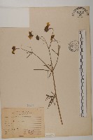 藏品(波斯菊、園庭金雞菊)的圖片