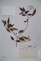 藏品(狹葉莢迷)的圖片