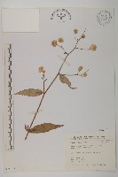 藏品(大頭艾納香)的圖片