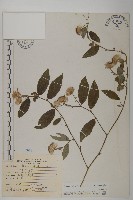 藏品(大頭艾納香)的圖片