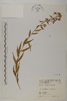 藏品(臺灣馬蘭)的圖片