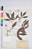 藏品(樹薯、木薯)的圖片