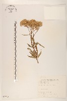 藏品(臺灣澤蘭)的圖片