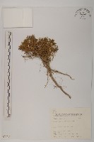 藏品(高山艾)的圖片