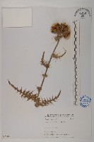 藏品(阿里山薊)的圖片