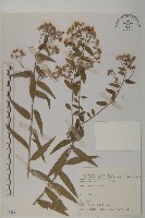 藏品(臺灣馬蘭)的圖片