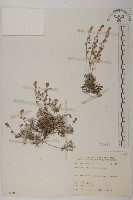 藏品(山艾)的圖片