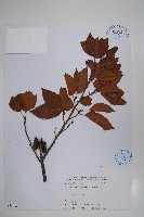 藏品(臺灣赤楊、臺灣榿木)的圖片