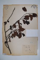 藏品(臺灣赤楊、臺灣榿木)的圖片