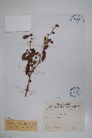 藏品(臺灣小蘗)的圖片