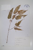 藏品(臺灣秋海棠)的圖片