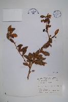 藏品(臺灣小蘗)的圖片