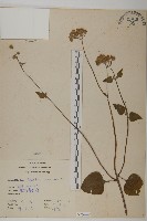 藏品(紫花霍香薊)的圖片