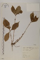 藏品(草珊瑚、紅果金粟蘭)的圖片