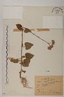 藏品(紫花霍香薊)的圖片