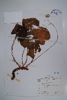 藏品(蘭嶼秋海棠)的圖片