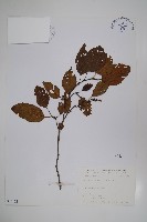 藏品(臺灣赤楊、臺灣榿木)的圖片