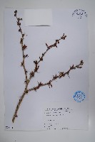 藏品(臺灣小蘗)的圖片