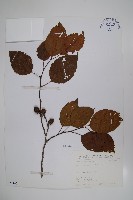 藏品(臺灣赤楊、臺灣榿木)的圖片