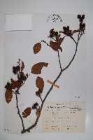 藏品(臺灣赤楊、臺灣榿木)的圖片