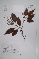 藏品(臺灣赤楊、臺灣榿木)的圖片