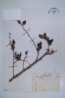 藏品(臺灣赤楊、臺灣榿木)的圖片