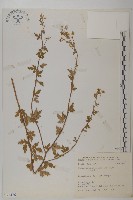 藏品(阿里山油菊)的圖片