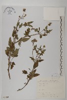 藏品(白花鬼針)的圖片