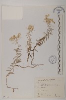 藏品(玉山抱莖籟簫)的圖片