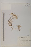 藏品(玉山抱莖籟簫)的圖片