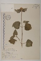 藏品(紫花霍香薊)的圖片