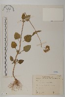 藏品(紫花霍香薊)的圖片