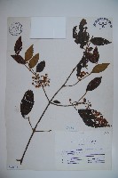 藏品(紅子莢迷)的圖片