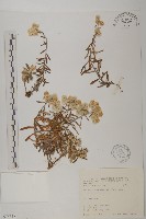 藏品(尼泊爾籟簫)的圖片