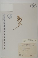藏品(玉山抱莖籟簫)的圖片
