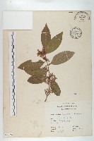 藏品(鄧氏胡頹子)的圖片