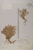 藏品(玉山抱莖籟簫)的圖片