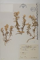 藏品(抱莖籟簫)的圖片