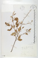 藏品(小葉胡頹子)的圖片