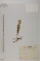 藏品(抱莖籟簫)的圖片