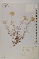 藏品(抱莖籟簫)的圖片