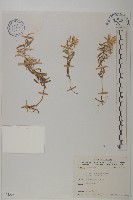 藏品(抱莖籟簫)的圖片